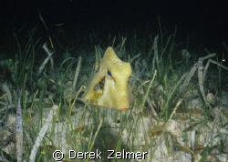 Juvenile trunkfish at night. by Derek Zelmer 